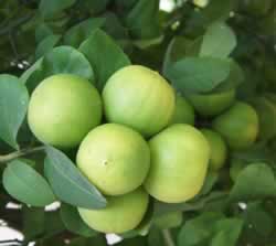 lemon Health and Medicinal Benefits of Lemon