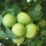 Health Benefits and Medicinal Uses of Lemon and Lemon Juice