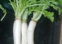 Radish Health Benefits and Medicinal Uses