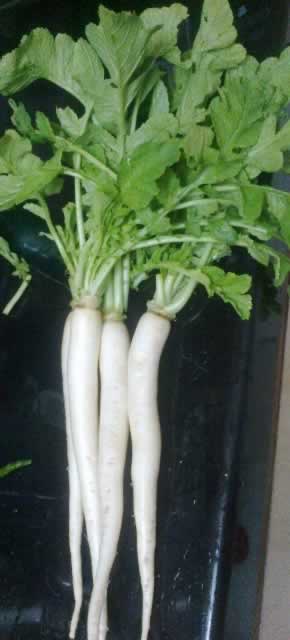 radish Health Benefits of Radish