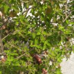 Surprising Health Benefits and Medicinal Uses of Eating Basil (Tulsi)