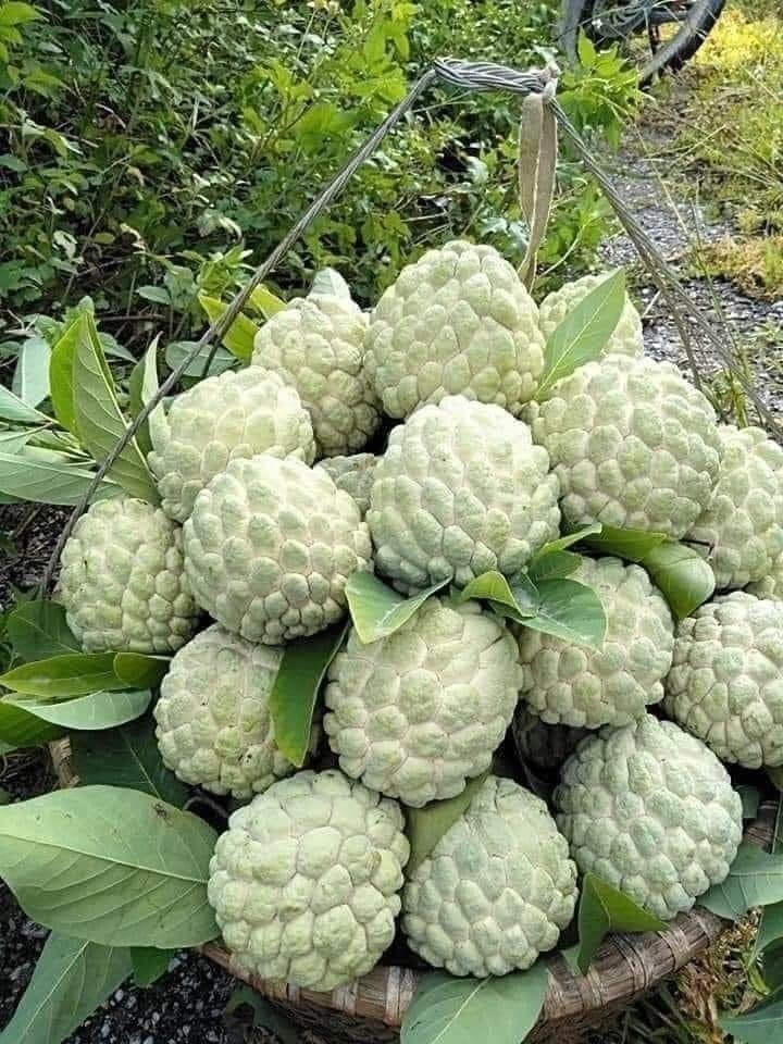 Custard Apple: Health Benefits and Nutritional Facts of Sharifa