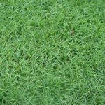 Amazing Health Benefits and Medicinal Uses of Bermuda Grass (Cynodon dactylon)