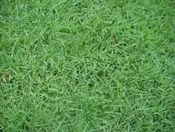 Bermuda Grass