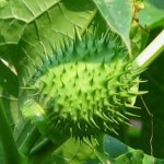 Benefits of Jimson Weed