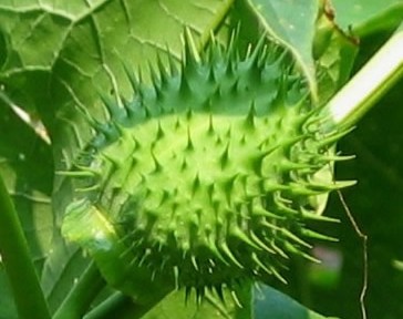 Benefits of Jimson Weed