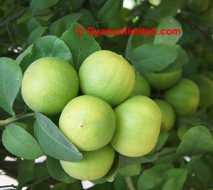 Lemon for dyspepsia