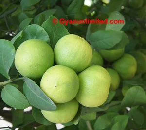 Lemon for dyspepsia