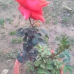 Top 10 Amazing Benefits and Uses of Roses Water (Arq Gulab) for Skin and Hair