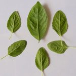 Tulsi (Ocimum tenuiflorum): Top 15 Unknown Facts Of Holy Basil  