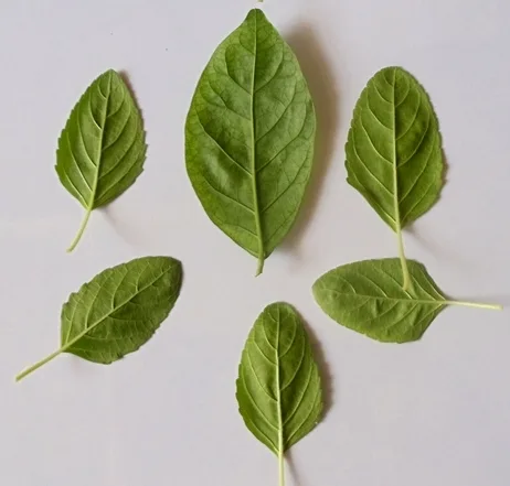 Tulsi facts