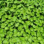 Centella Benefits for Improving Brain, Memory and Wisdom