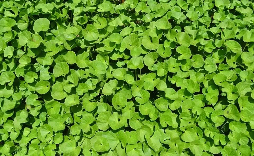 Gotu Kola (Centella asiatica) — traditional Ayurvedic herb for skin, hair, and brain health