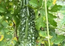 10 Easy Home Remedies To Manage Diabetes Permanently