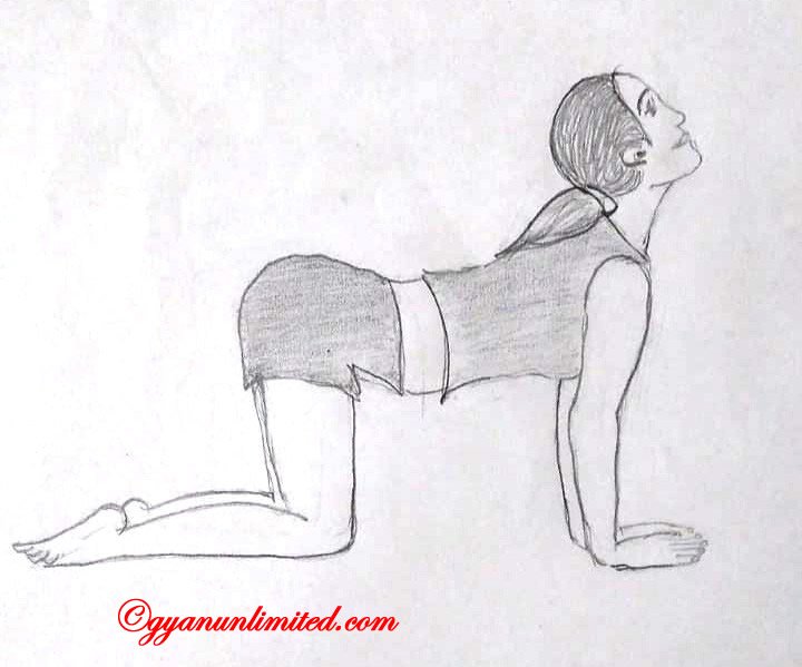 Steps to do marjariasana