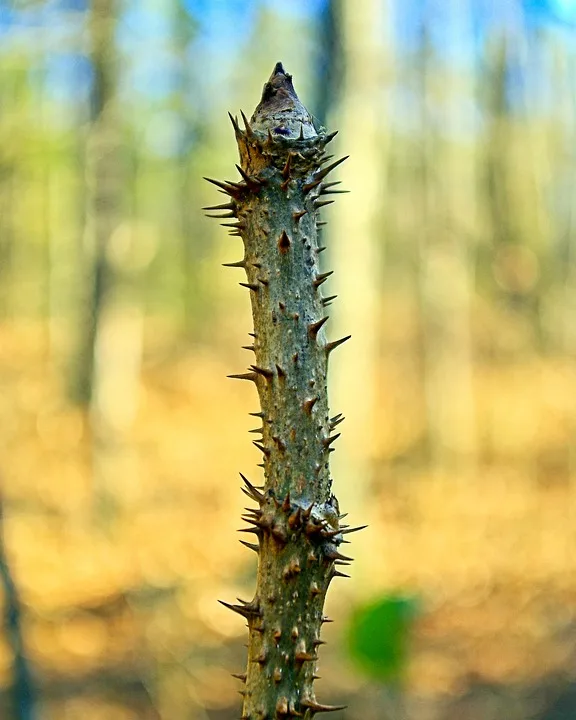 Toothache tree medicinal uses and benefits