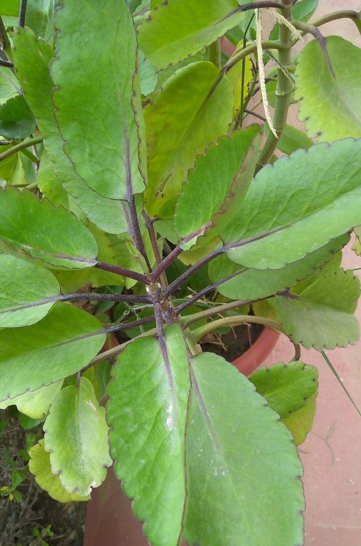Rauwolfia Serpentina Sarpagandha Uses Benefits Dosages And Side Effects