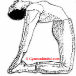 How To Do Ustrasana Yoga Step By Step And What Are Its Benefits