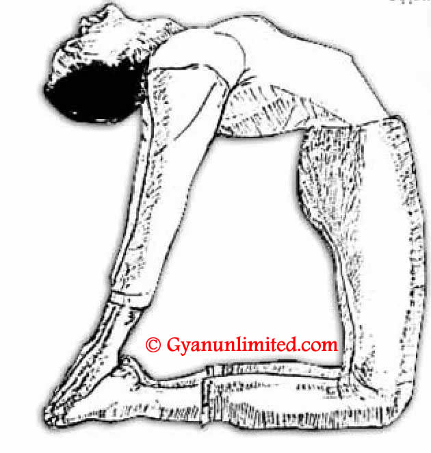 How To Do Ustrasana Yoga Step By Step And What Are Its Benefits