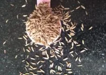 10 Potential Health Benefits Of Cumin: Medicinal Uses And Side Effects