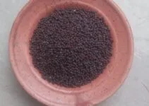 Top 10 Surprising Health Benefits And Medicinal Uses of Mustard Seeds (Rai)