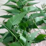 10 Excellent Benefits And Medicinal Uses of Neem for Skin, Hair And Health