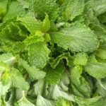 7 Wonder Benefits And Nutritional Facts Of Eating Pudina (Mint)