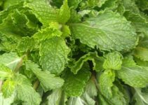 7 Wonder Benefits And Nutritional Facts Of Eating Pudina (Mint)