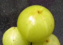 Health Benefits Of Chiku Sapodilla Health Benefits Of Chiku Sapodilla