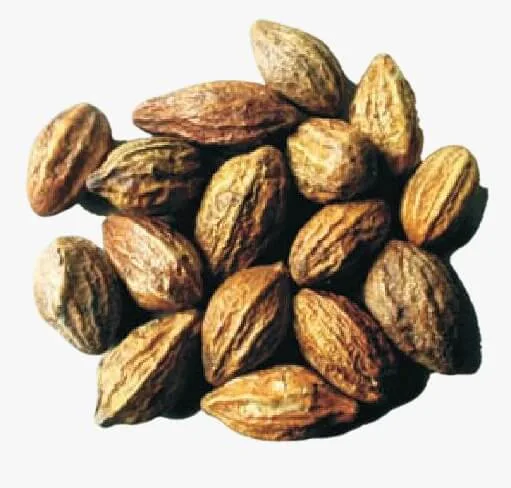 Wonder Uses and Benefits of Myrobalan (Terminalia chebula)