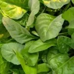 Wonder Foods to Stop Hair Loss immediately
