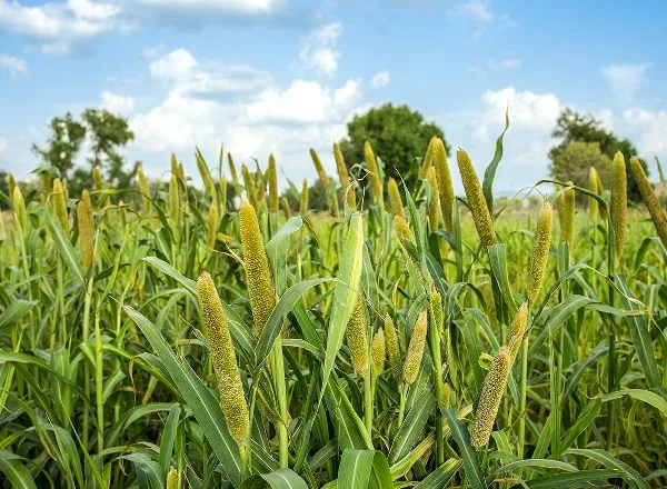 Pearl millet (bajra) — nutritional benefits for weight loss, blood sugar, and digestive health