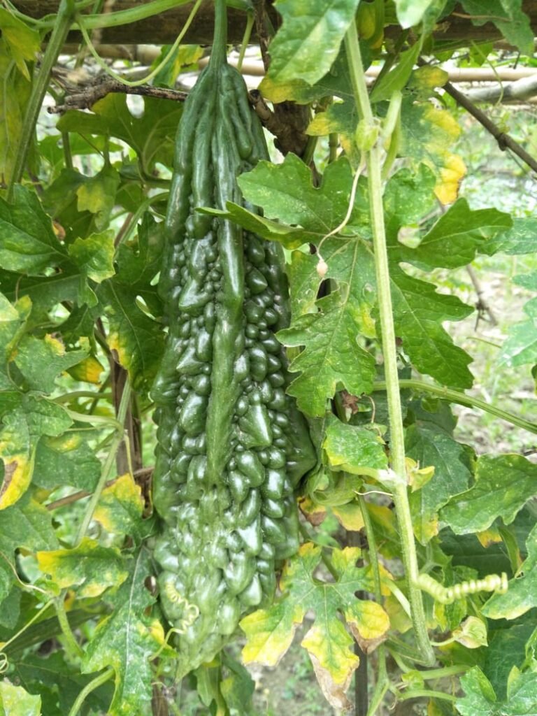 Bitter melon (karela) — nutrition, blood sugar benefits, and safety warnings